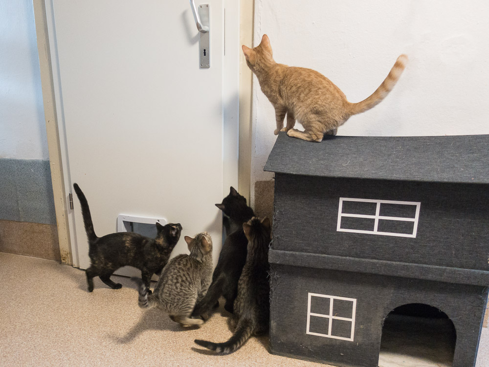 Fünf Kitten stehen hinter der Tür und warten, dass sie geöffnet wird