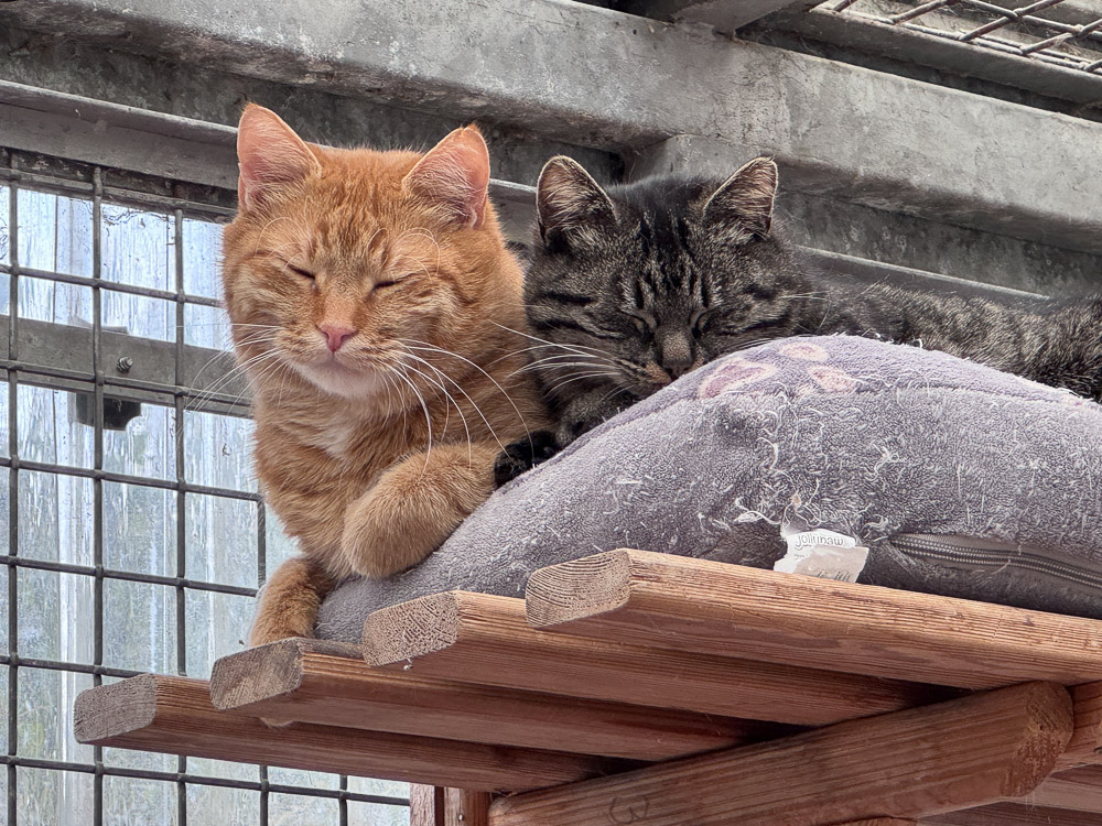 Sam und Nala liegen zusammen auf einem Kissen und dösen