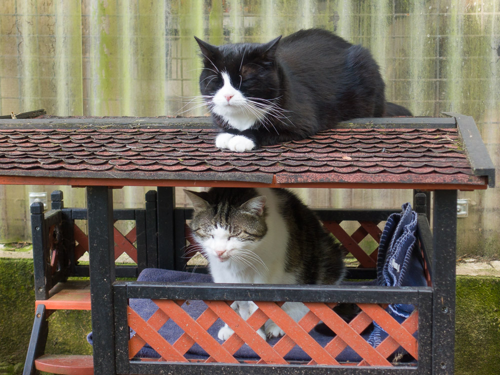 Bimba sitzt im Katzenhäuschen, Mona darüber auf dem Dach. Beide haben die Augen geschlossen.