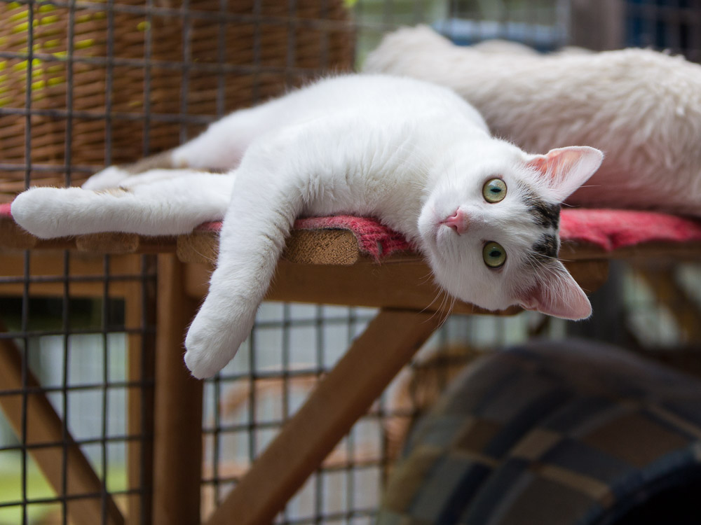Charly liegt ganz lässig auf einem erhöhten Platz und schaut direkt in die Kamera.