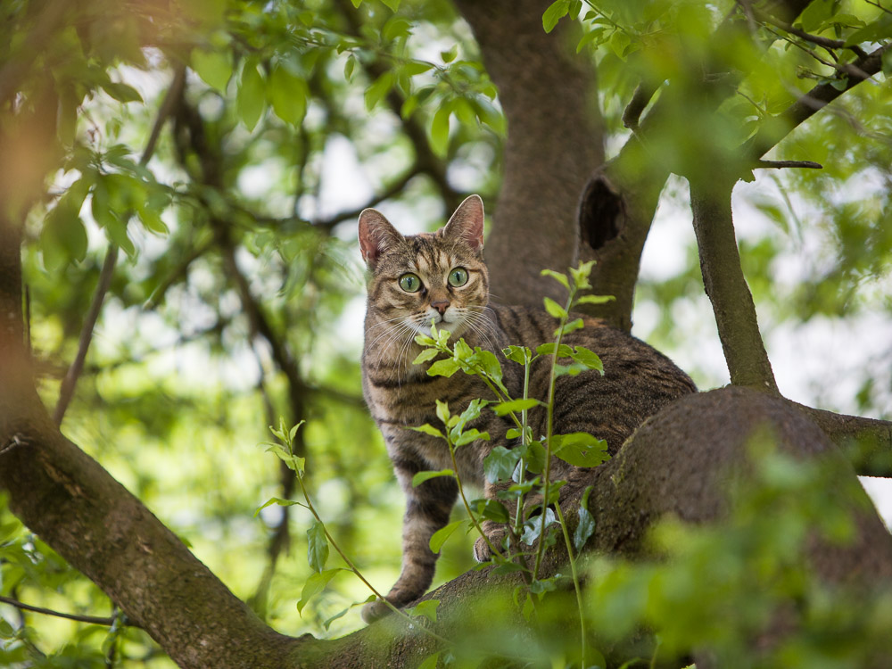 Sunny steht im Baum und beobachtet die Umgebung