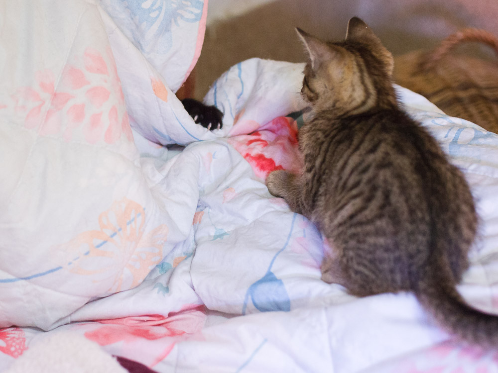 Ein getigertes Katzenbaby schaut auf eine Decke aus der nur eine schwarze Pfote herausschaut.
