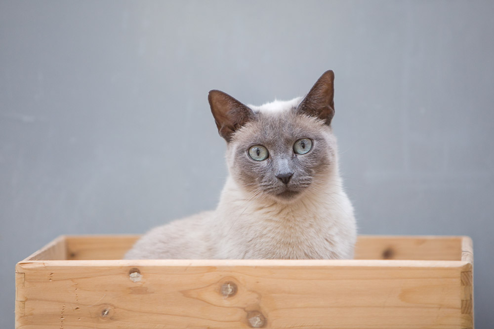 Porträt von Minou