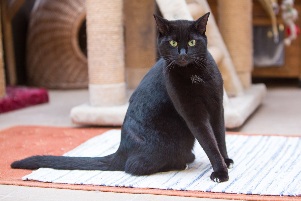 Porträt von Blacky