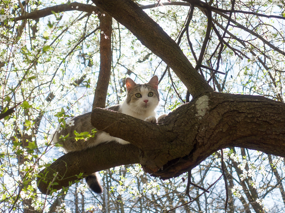 Linus liegt auf einem Ast im Baum