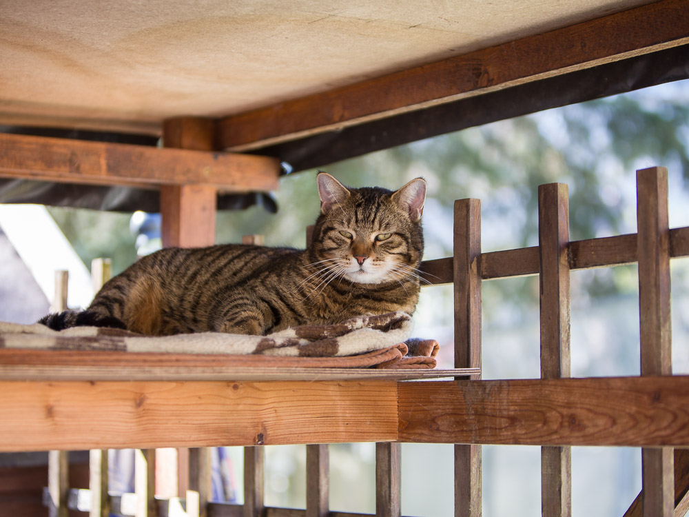 Joschi liegt im Holzhaus im Garten und sieht schläfrig aus