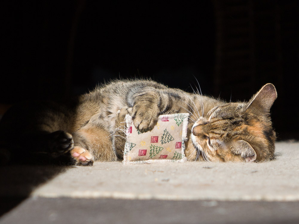 Sunny liegt in der Sonne und hält ein Säckchen mit Katzenminze in den Vorderpfotenen