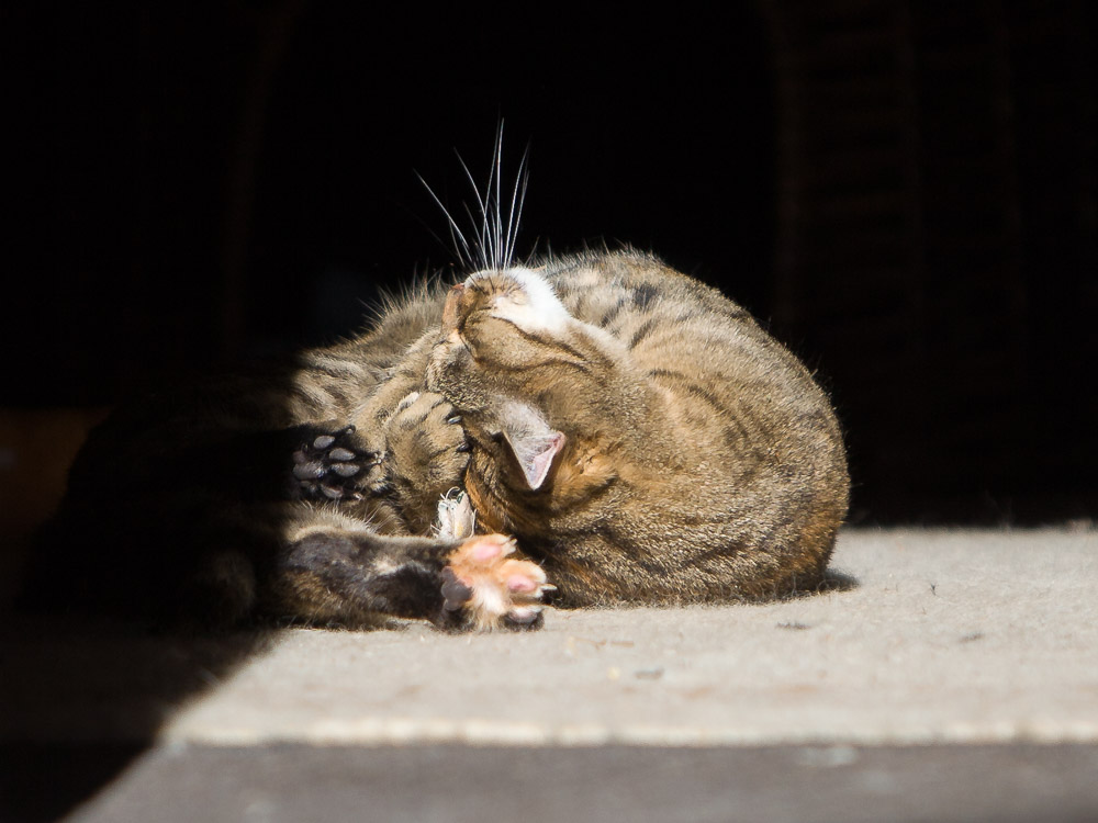 Sunny liegt in der Sonne