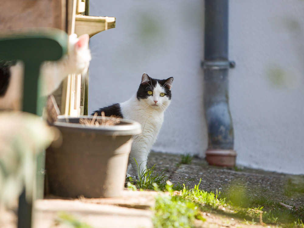 Ludwig sitzt auf dem Pflaster und blickt in den Garten