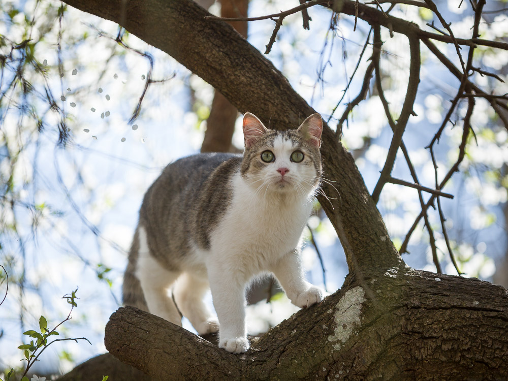 Linus steht auf einem Ast im Baum und blickt nach oben