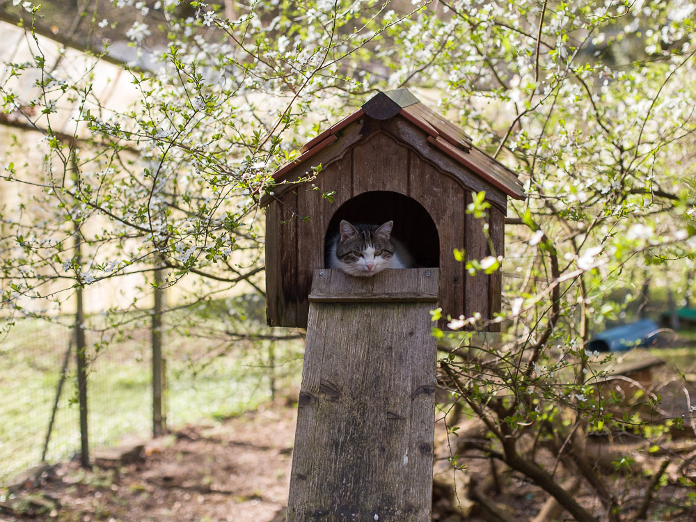 Bimba liegt in einem kleinen Katzenhäuschen im Garten