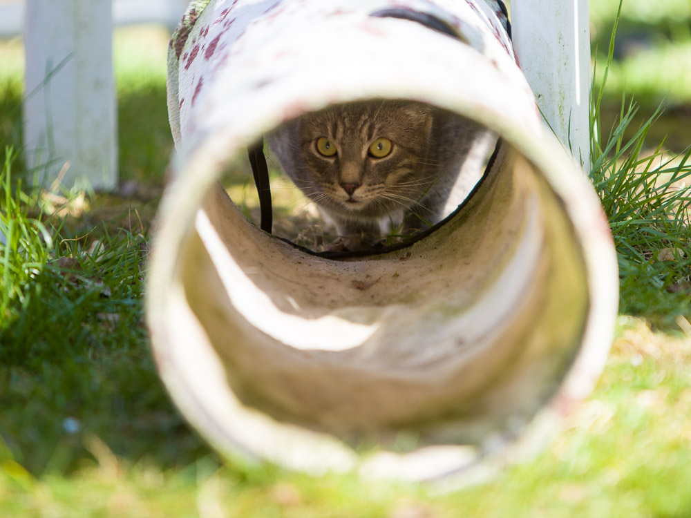 Freddy schaut interessiert durch einen Katzentunnel