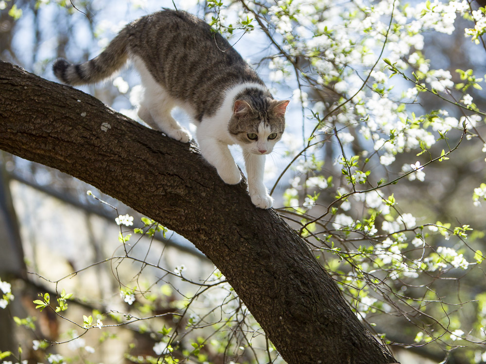 Linus läuft auf einem Ast den Baum hinunter