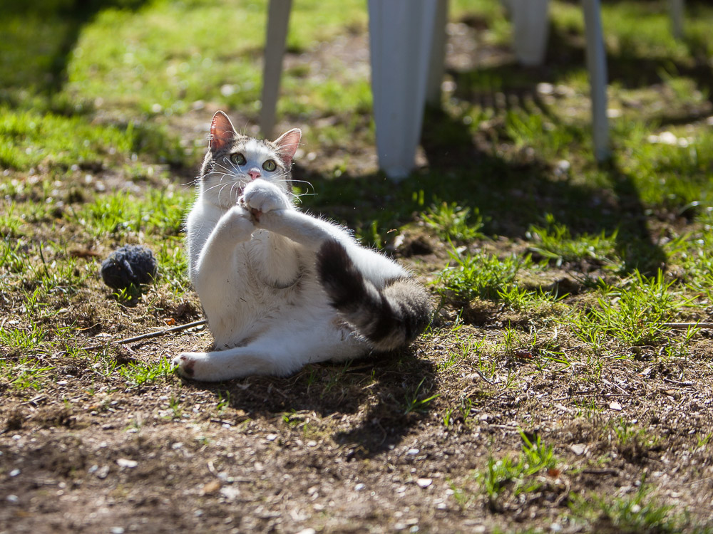 Linus liegt im Garten auf dem Boden und sieht aus, als würde er Yoga machen.