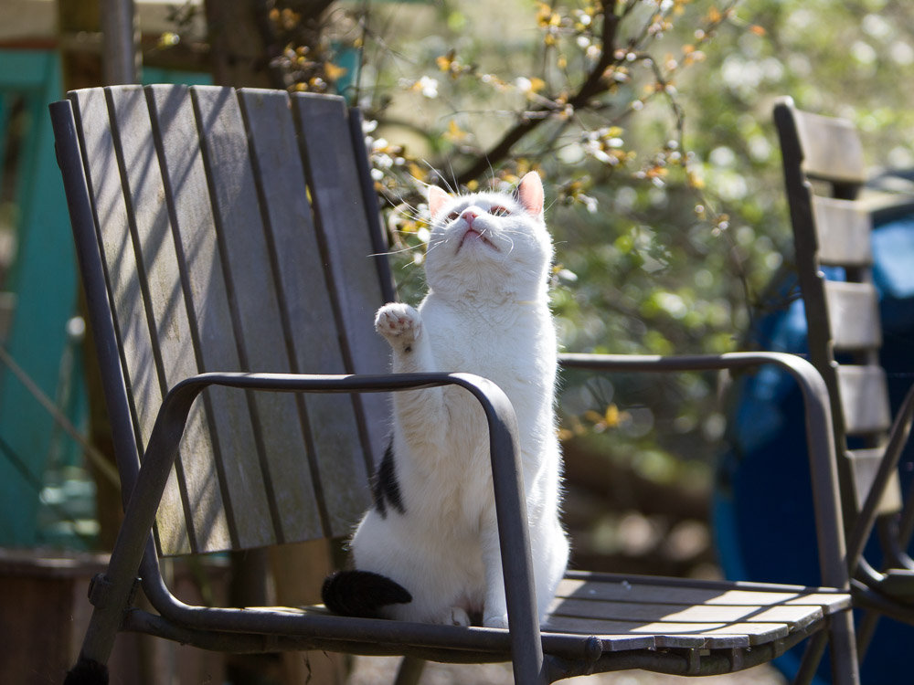 Mimmi sitzt auf dem Gartenstuhl, blickt interessiert nach oben und hat eine Pfote nach oben gehoben.