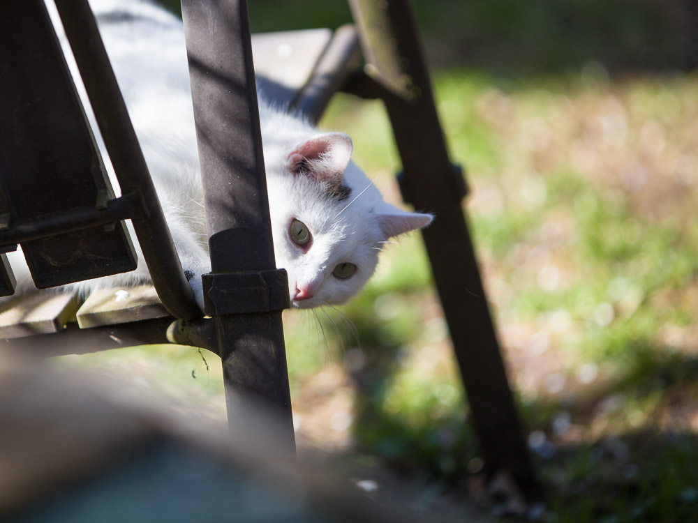 Maxi sitzt auf einem Gartenstuhl, hat den Kopf nach unten gedreht und schaut ganz interessiert.