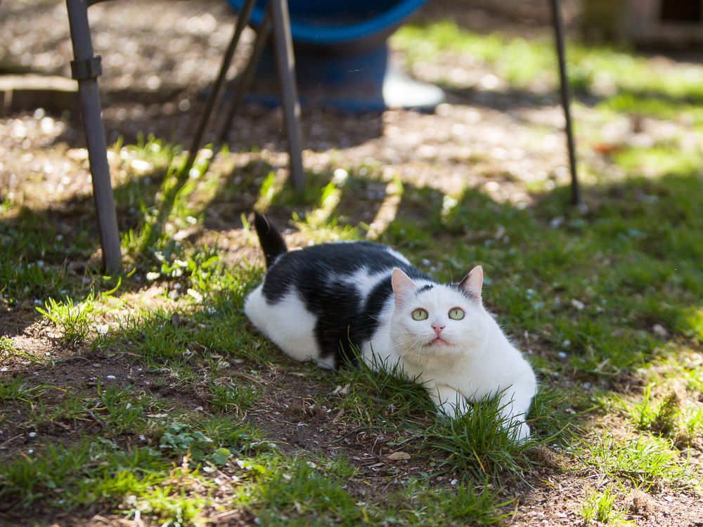 Mimmi liegt im Garten und blickt ganz konzentriert nach oben
