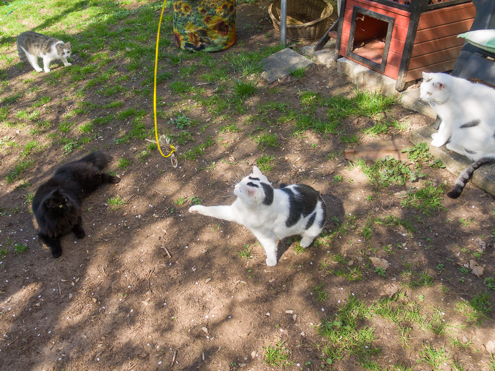 Linus, Maxi, Mimmi und Svenja haben sich im Kreis um eine Feder versammelt.