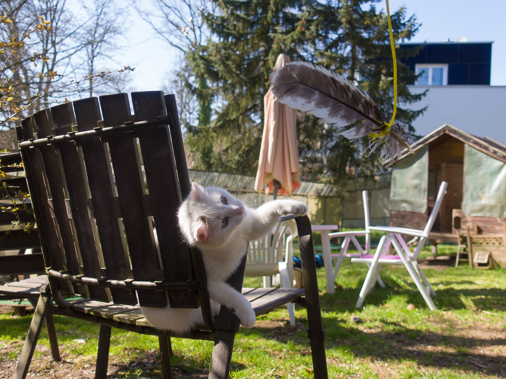 Maxi sitzt auf einem Gartenstuhl und langt mit der Pfote nach einer vorbeifliegenden Feder.