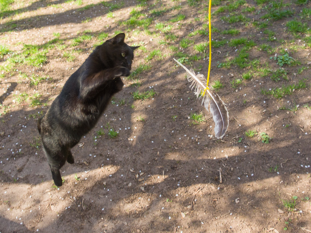 Rocco "fliegt" auf die Feder zu.