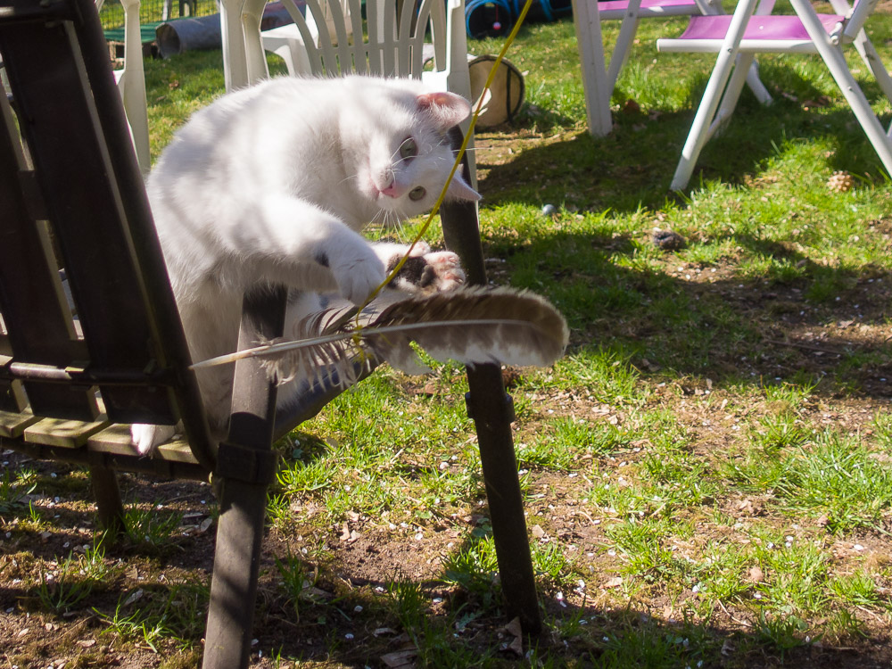 Maxi sitzt auf einem Gartenstuhl und langt mit der Pfote nach einer vorbeifliegenden Feder.