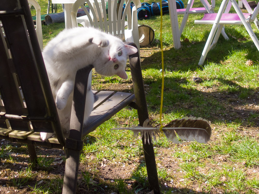 Maxi sitzt auf einem Gartenstuhl und langt mit der Pfote nach einer vorbeifliegenden Feder.