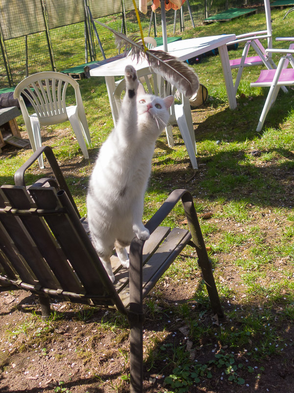 Maxi steht auf einem Gartenstuhl und langt mit der Pfote nach einer vorbeifliegenden Feder.