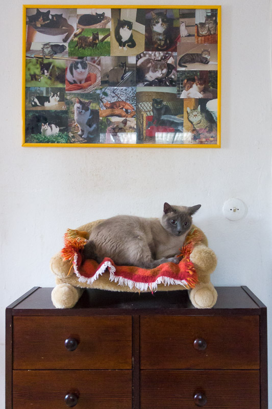 Minou liegt auf einem Sofa, das auf einer Kommode steht. Über ihr hängt ein Bild mit vielen Katzen darauf