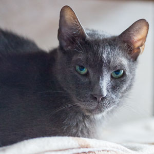 Minko