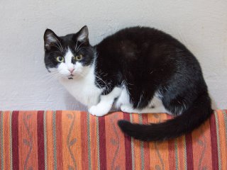 Enja