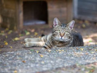 Joschi