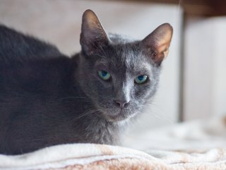 Minko
