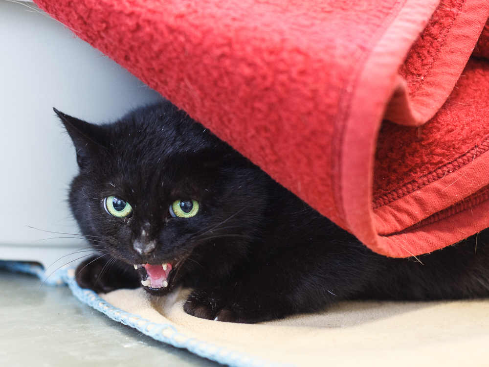 Eine schwarze Katze schaut mit dem Kopf unter einer roten Decke hervor und faucht.