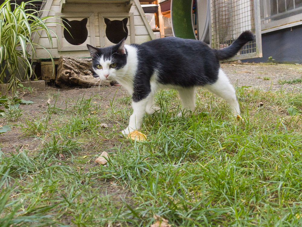 Lillifee geht im Garten spazieren