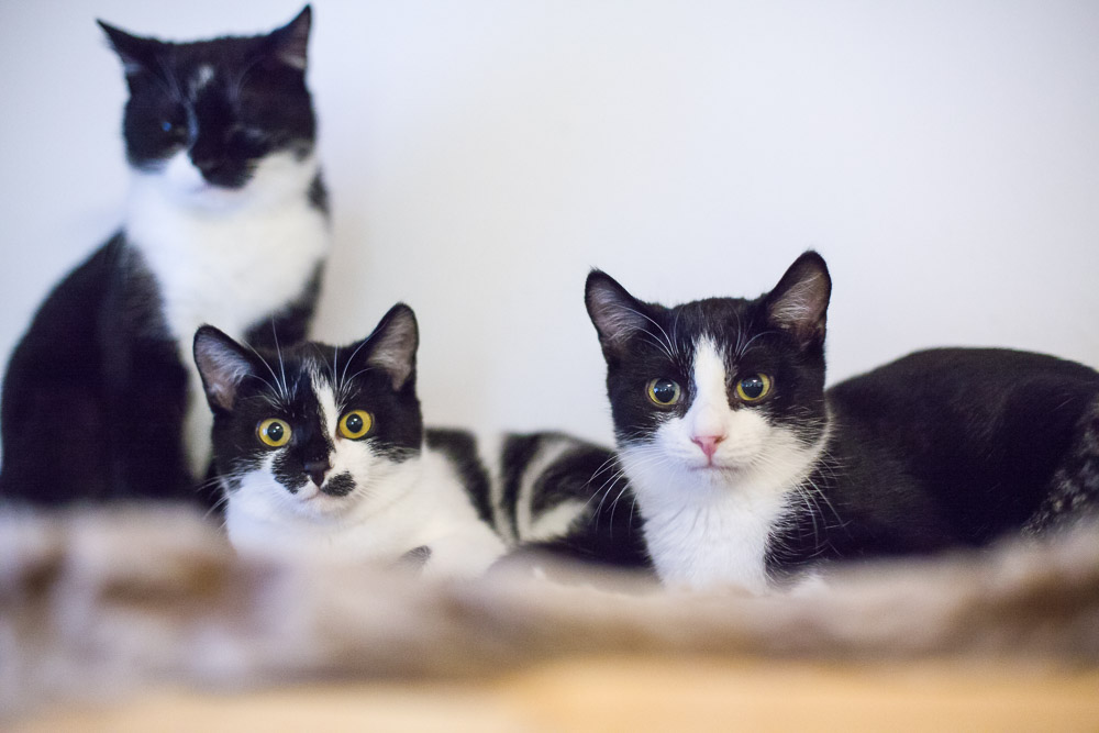 Siggi, Schnute liegen auf dem Schrank. Smilla sitzt dahinter