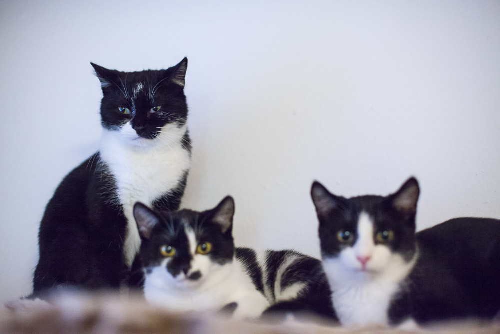 Gruppenfoto von Smilla, Schnute und Siggi.