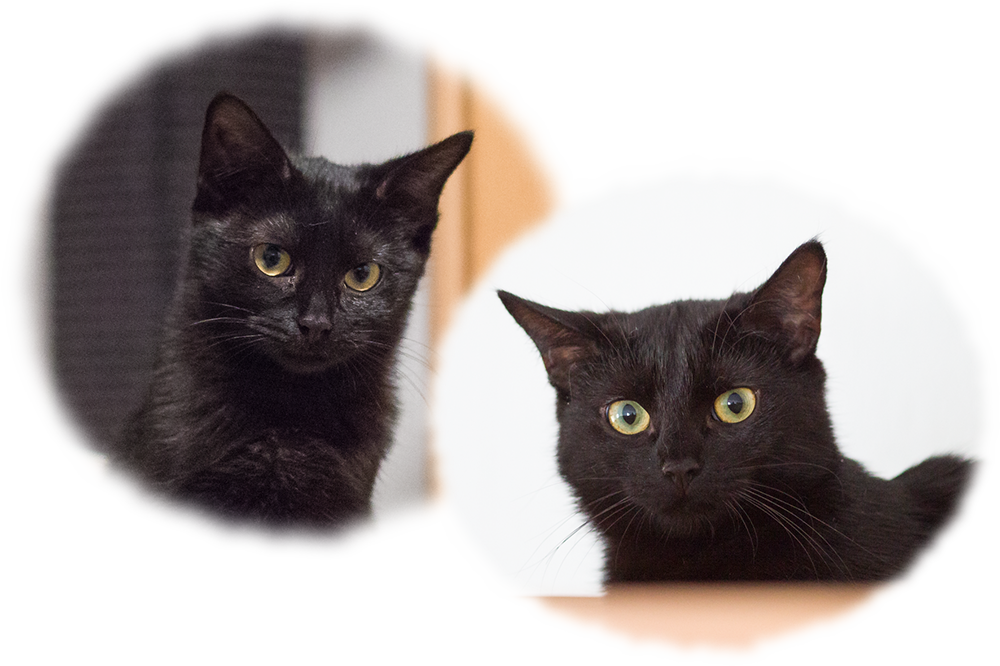 Porträts von Schoki und Cookie